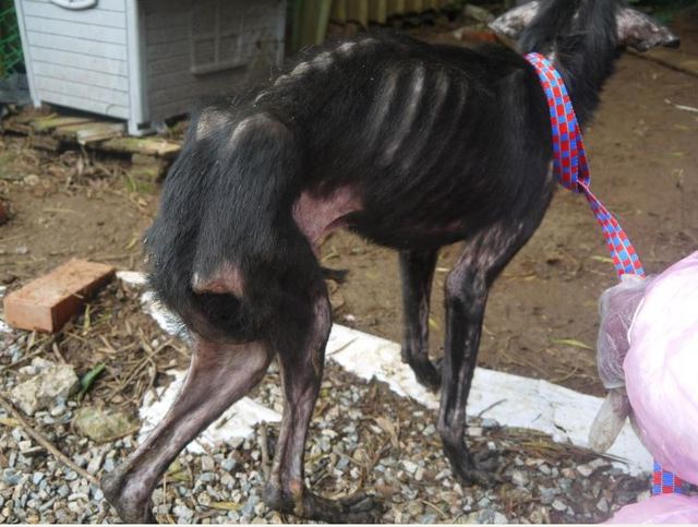 狗狗骨瘦如柴。(翻攝台灣防止虐待動物協會)