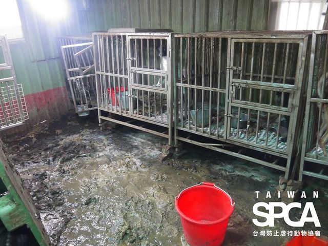 地板上都是排泄物。(翻攝台灣防止虐待動物協會)