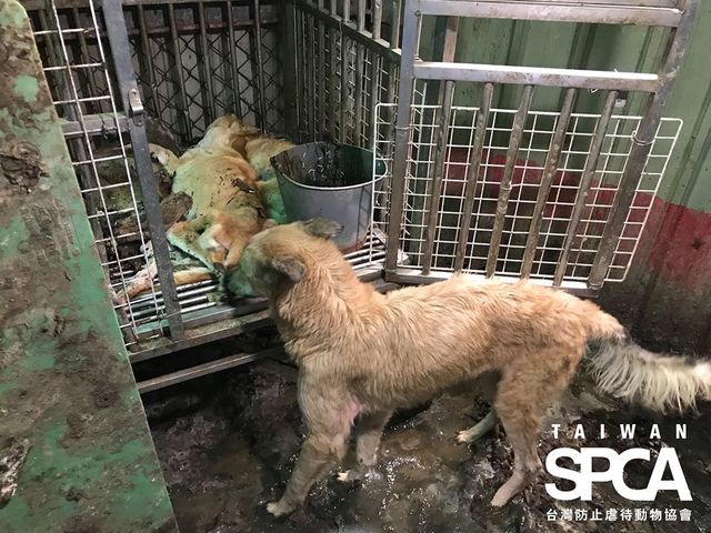 狗狗和死去的同伴生活在一起。(翻攝台灣防止虐待動物協會)