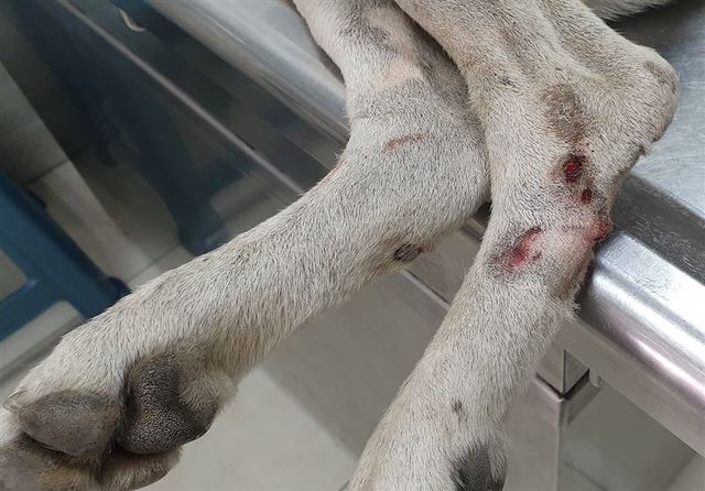 （台灣動物緊急救援小組提供）