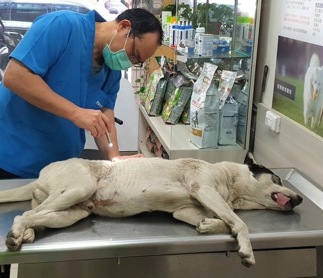 （台灣動物緊急救援小組提供）