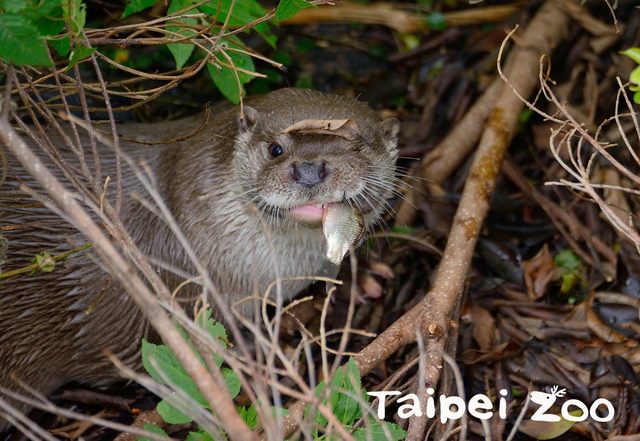 台北市立動物園積極投入金門歐亞水獺的各項保育工作。(台北市立動物園提供)
