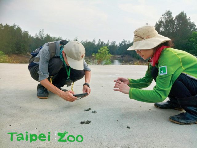 調查人員定期到金門水獺出沒的地點，撿取新鮮的水獺排遺樣本。(台北市立動物園提供)
