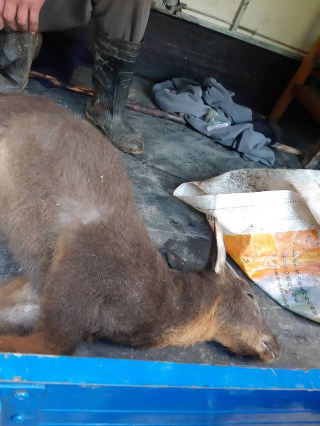 高姓獵人3月底疑似盜獵保育類長鬃山羊。