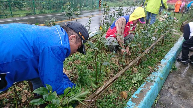 台灣百合。(農業局提供)