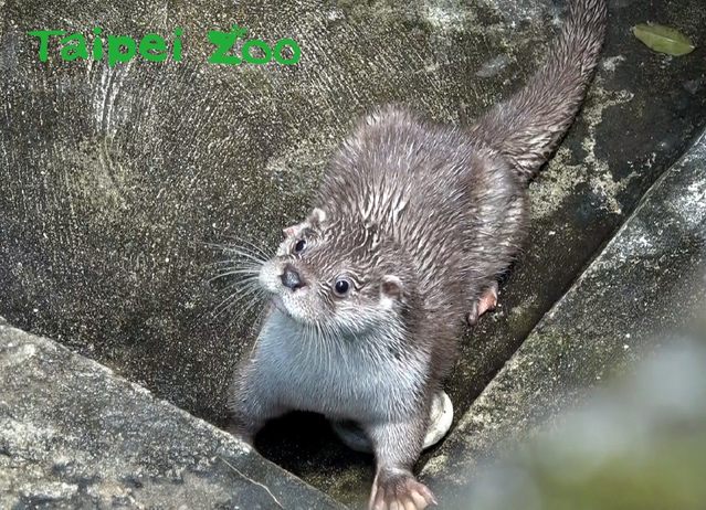 水獺寶寶金萌，模樣相當可愛。(動物園提供)
