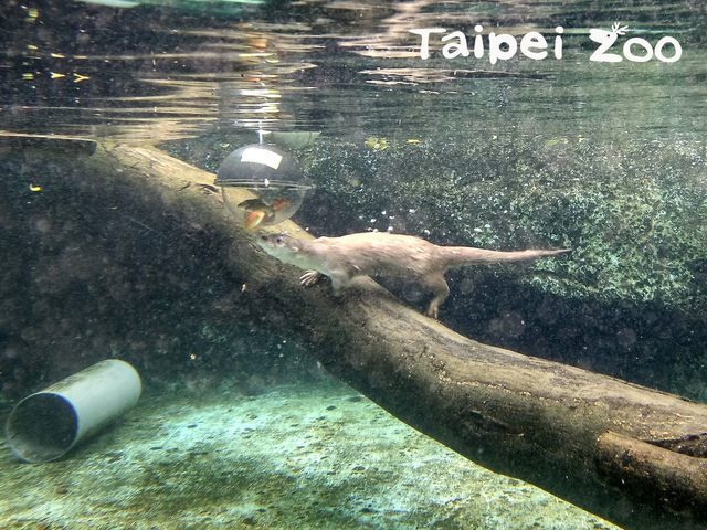 金萌漸漸學會抓魚技巧。(動物園提供)