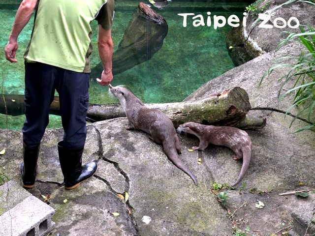 水獺哥哥「大金」相當照顧「金萌」。(動物園提供)