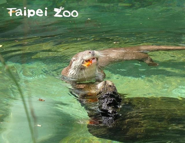 「大金」享用朱文錦。(動物園提供)