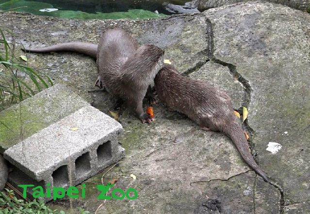 暖男「大金」還會和「金萌」分享鮮魚。(動物園提供)