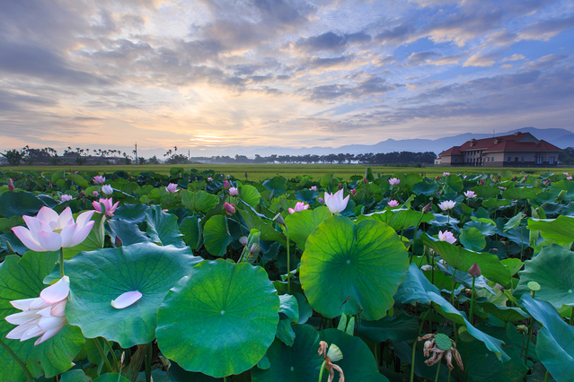白河蓮花美景（台南市府提供）