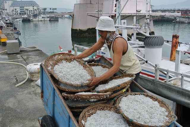 新北市魩鱙漁業主要產地為淡水區海域。(農業局提供)