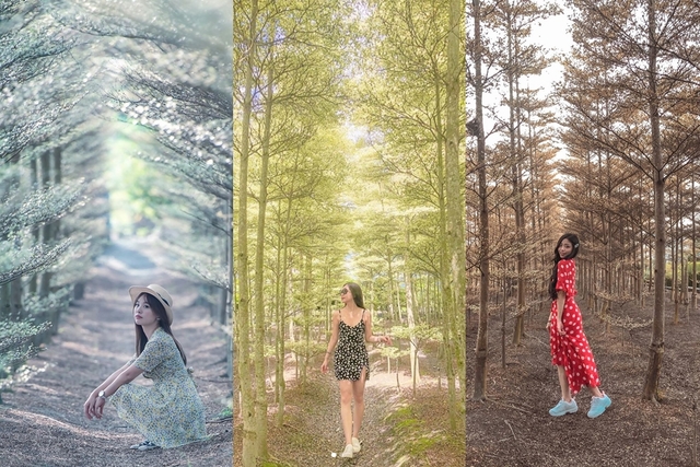 田尾彩色小葉欖仁樹田（Instagram網友授權：@153.shanshan、@evachang03、＠me.0629）