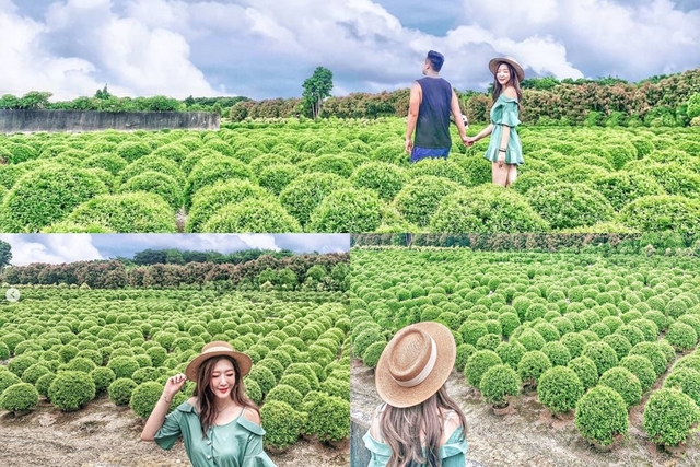 田尾波波草（Instagram網友授權：@ariellele9424）