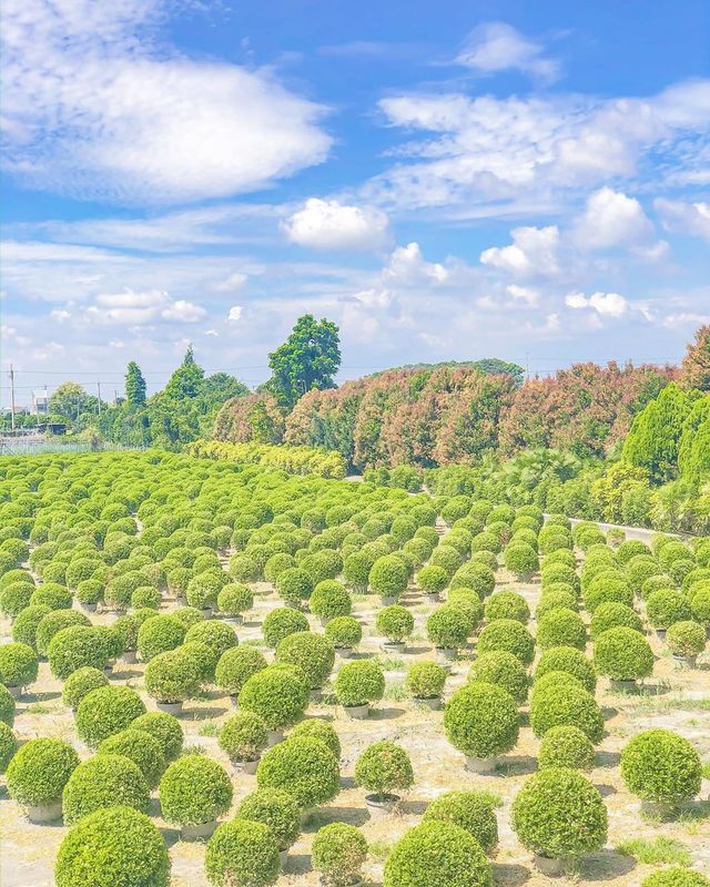 田尾波波草（Instagram網友授權：@evachang03）