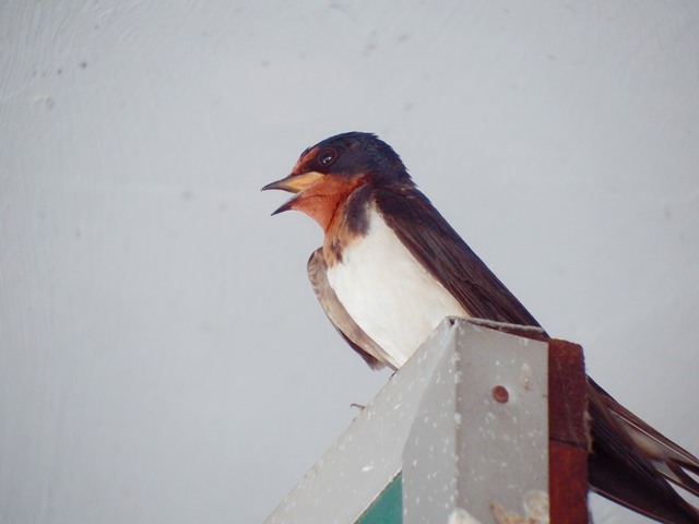 最常見的燕子、家燕。