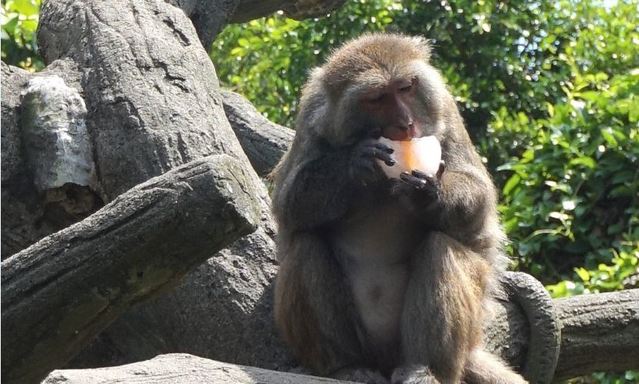 （翻攝自台北市立動物園官網）