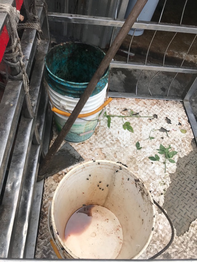 旁邊塑膠桶中還殘留血水。(新北市政府提供)