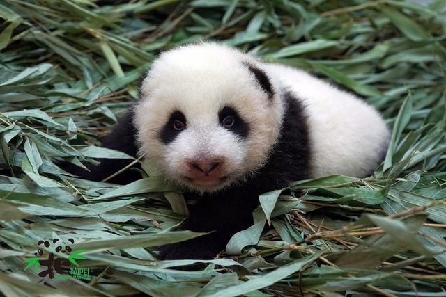 （台北市立動物園提供）