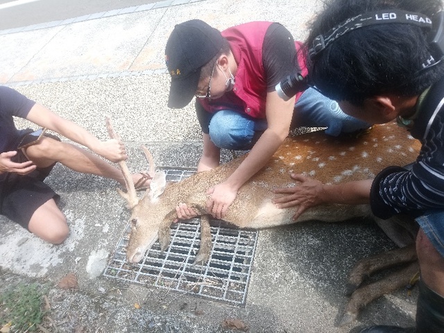 經由路過熱心民眾們合力協助，成功完成梅花鹿脫困任務。(動保處提供)