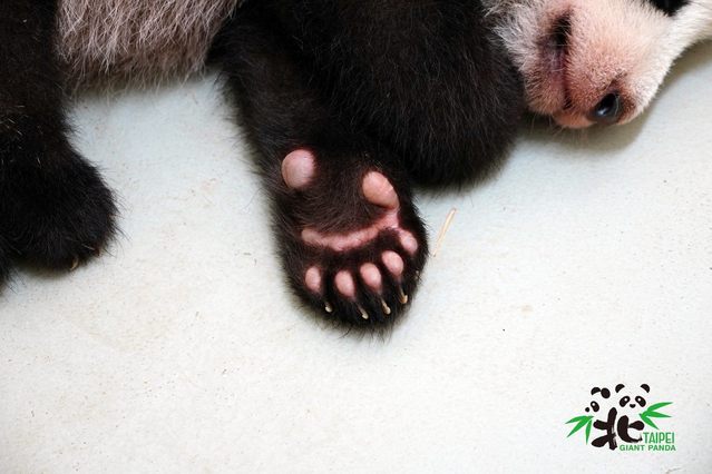 大貓熊和小貓熊前掌都有特化的腕骨形成第六指或稱偽拇指。(台北市立動物園提供)