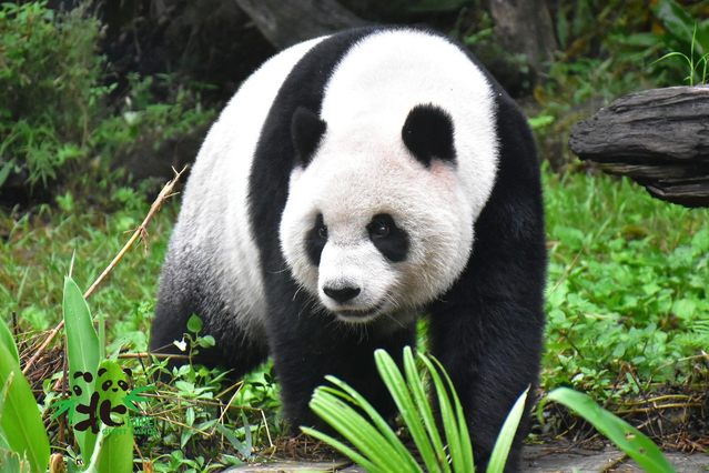 黑白色系的大貓熊較常在地面活動，尾巴很短。(台北市立動物園提供)