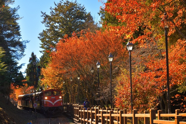 超限定行程！媲美日本楓紅 阿里山國寶蒸汽火車賞楓
