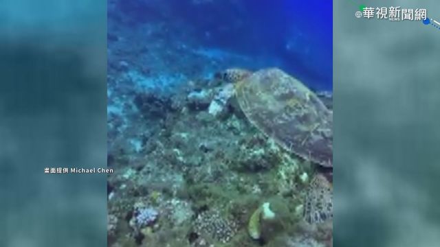 海龜左前肢斷裂失蹤 海巡署急尋救命