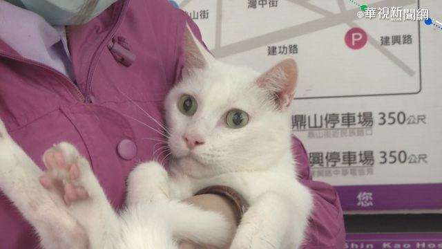 逗貓險失明! 毛小孩出爪傷飼主眼