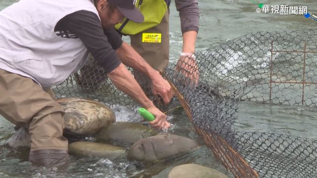 後龍溪毛蟹引覬覦 違法設網拆不完