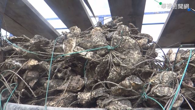 蚵苗附著率多10倍 產量爆發蚵農樂