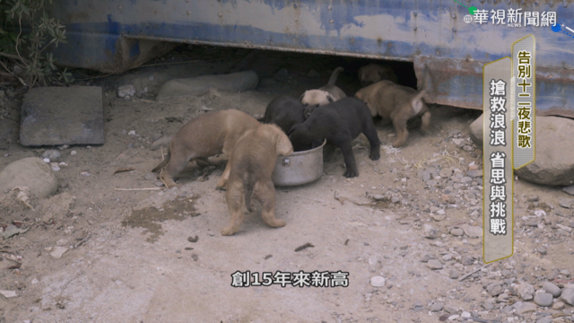 告別12夜悲歌 搶救浪浪的省思挑戰