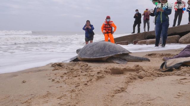 擱淺綠蠵龜重回大海 學童送行喊加油