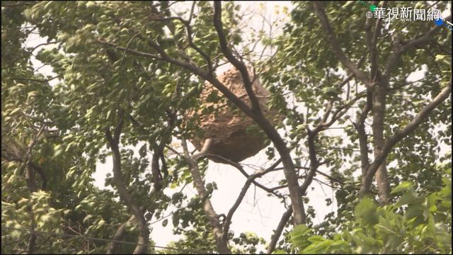 上萬隻蜂盤據 平鎮超大虎頭蜂窩摘除