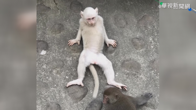 小白猴現身登山步道 旅客驚喜搶拍