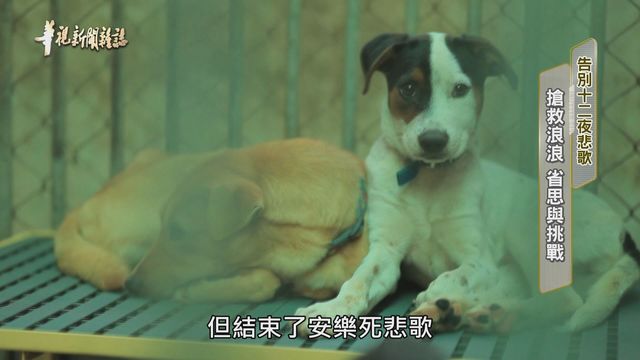 搶救浪浪 省思與挑戰 ｜告別十二夜悲歌 ｜華視新聞雜誌