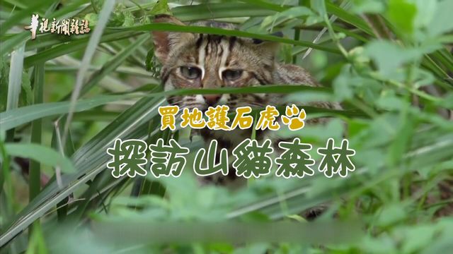 買地護石虎 探訪山貓森林 ｜入圍華文永續報導獎｜華視新聞雜誌
