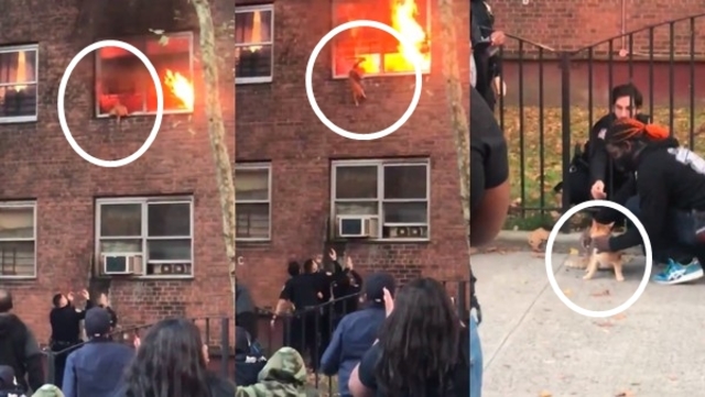 【影】橘貓火燒屁股狂冒煙 警消張手要牠「跳下求生」