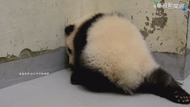 4個月大圓寶愛探險 產房裡趴趴走!