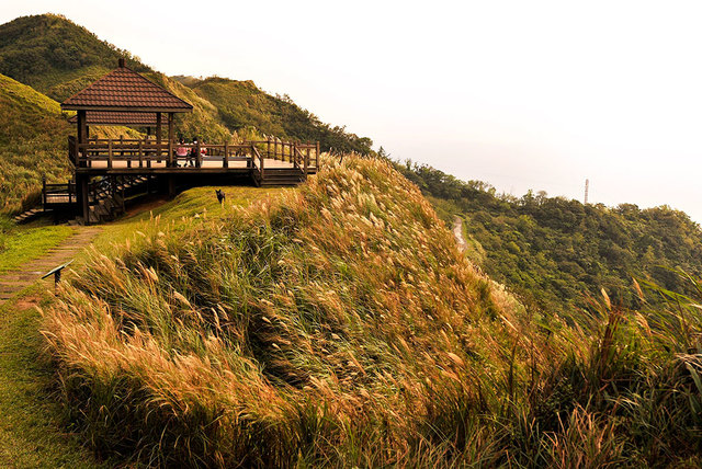秋季限定美景相隨！「草嶺古道芒花季」11/7登場