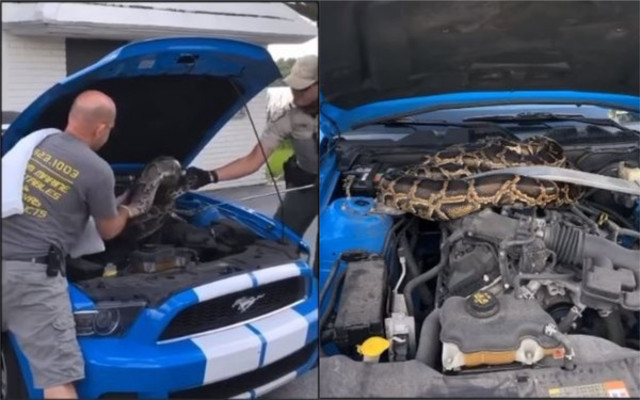 【影】引擎燈號出現異常 掀開驚見3公尺緬甸巨蟒