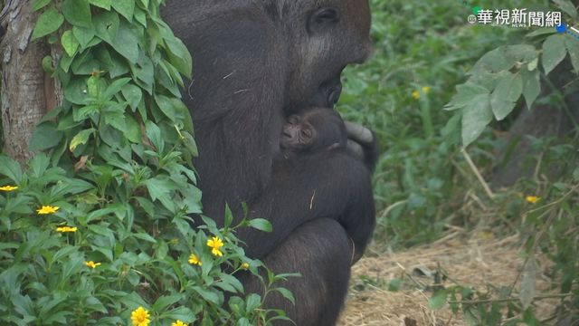 金剛猩猩生寶寶 動物園首度繁殖成功