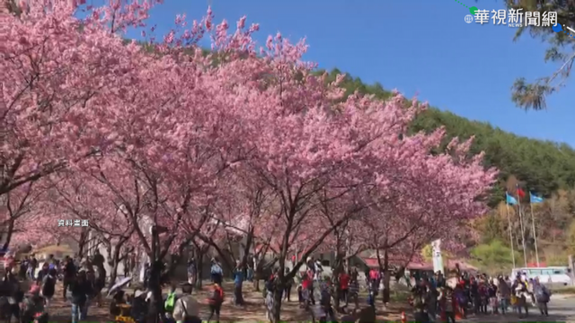 武陵農場賞櫻 2月訂房6分鐘額滿