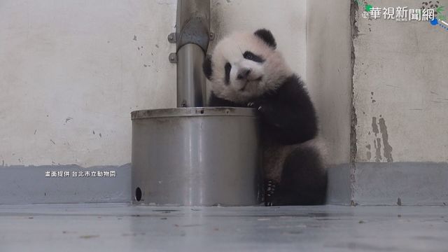 「圓寶」打瞌睡 曬太陽.喝水都能秒睡