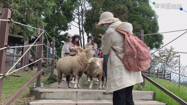 綿羊秀虐動物? 動保團體連署要求停辦