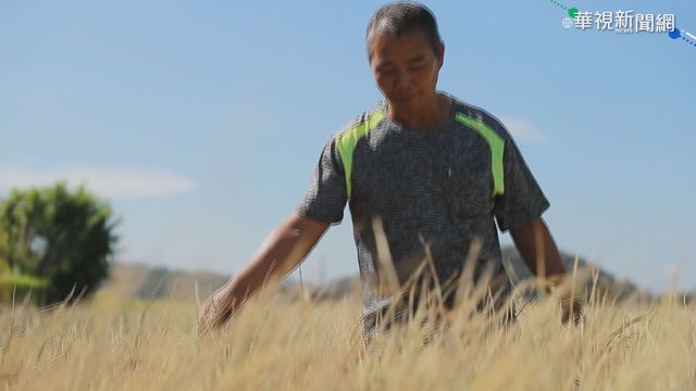 缺淡水稀釋 竹南稻作泡海水枯黃