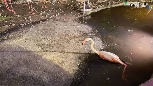 男童亂砸石頭 紅鶴受驚嚇摔斷腿送命