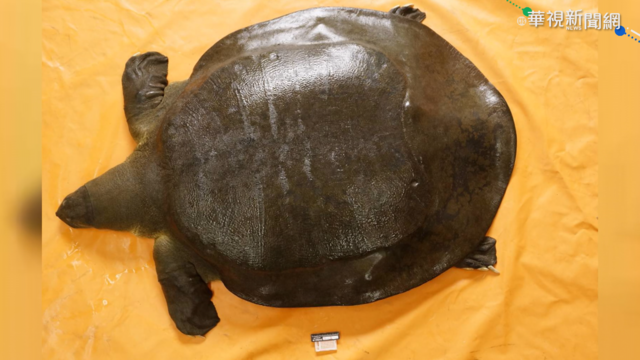 議員懸賞10萬尋「黿」 營養不良死亡