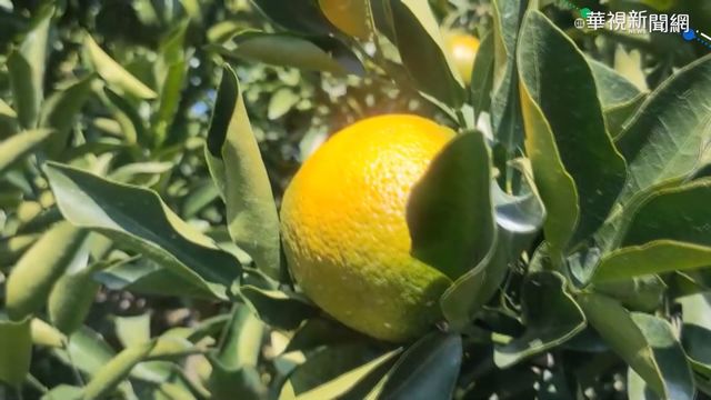 乾旱苗栗柑橘曬傷賣相差 果農損失慘