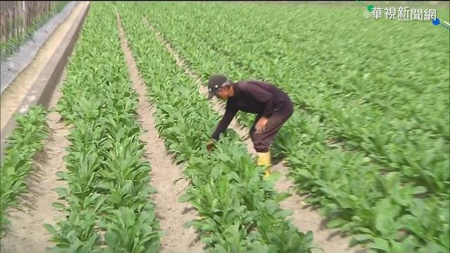 農民憂農損 檢查排水.加強設備固定